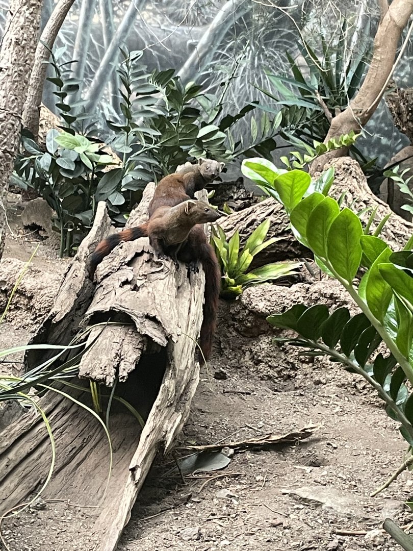 09/17/23 - Ring-Tailed Vontsira (Galidia elegans)