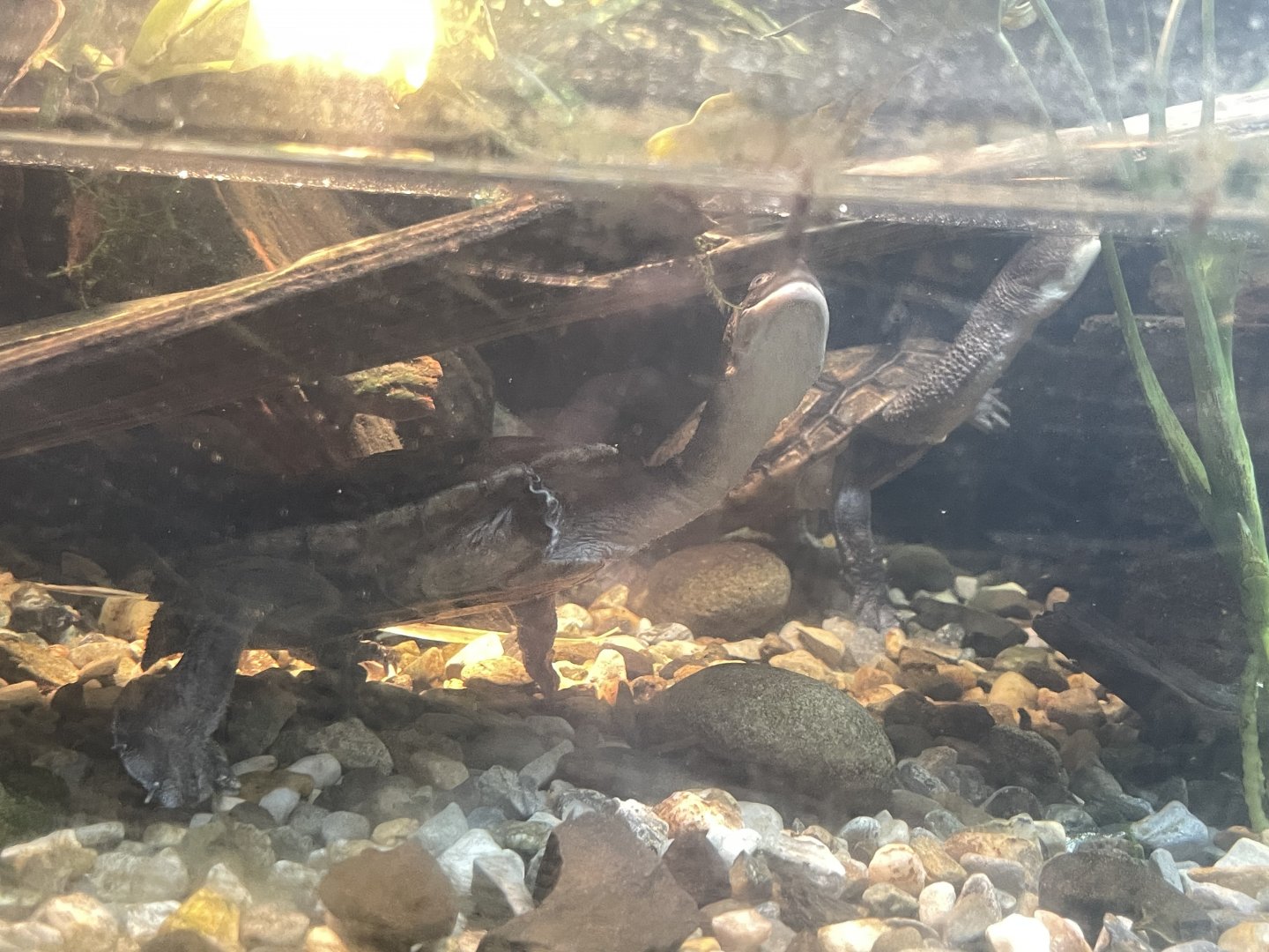 09/17/23 - Rote Island Snake-Necked Turtle (Chelodina mccordi)