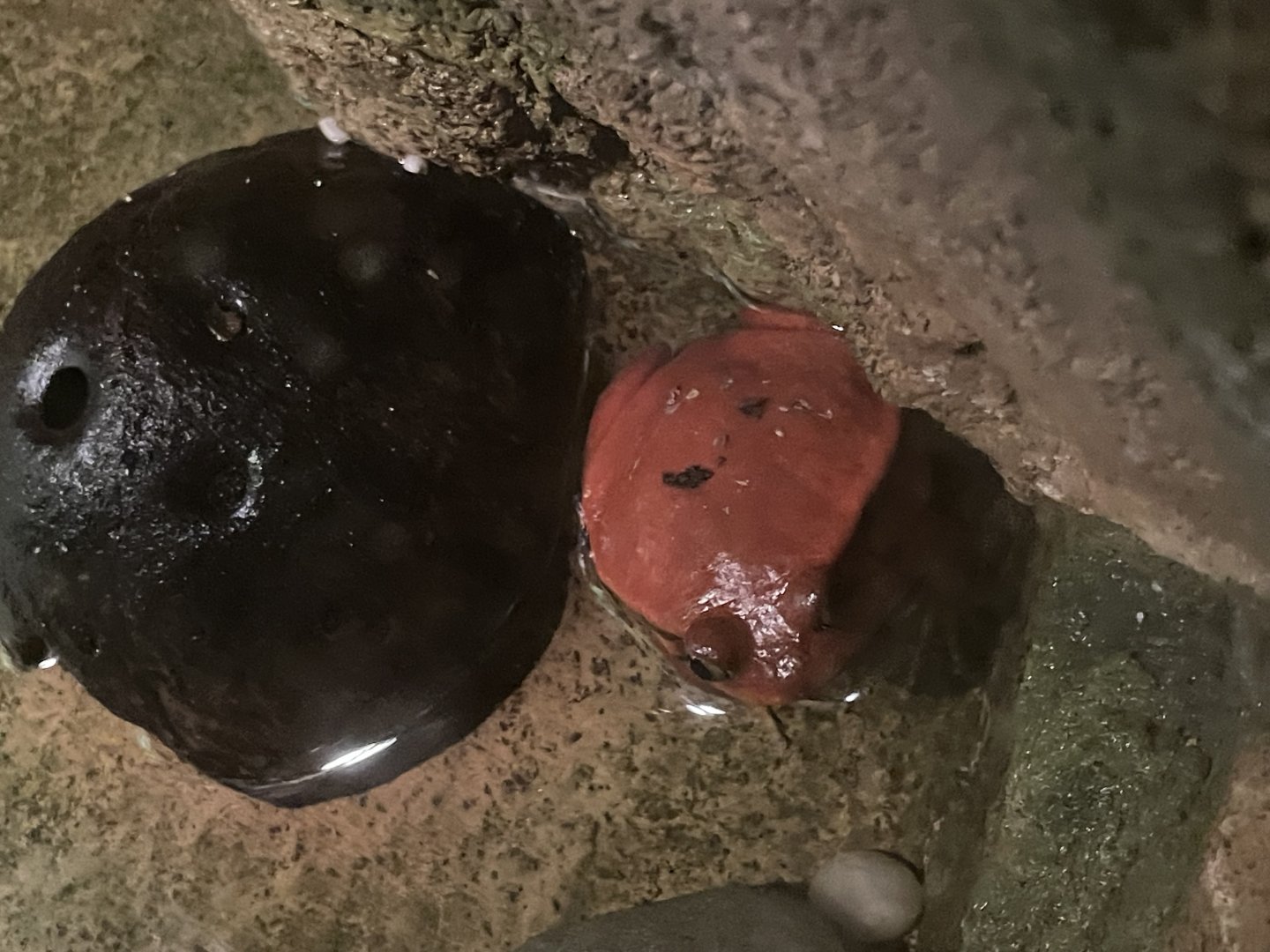 09/17/23 - Sambava Tomato Frog (Dyscophus guineti)