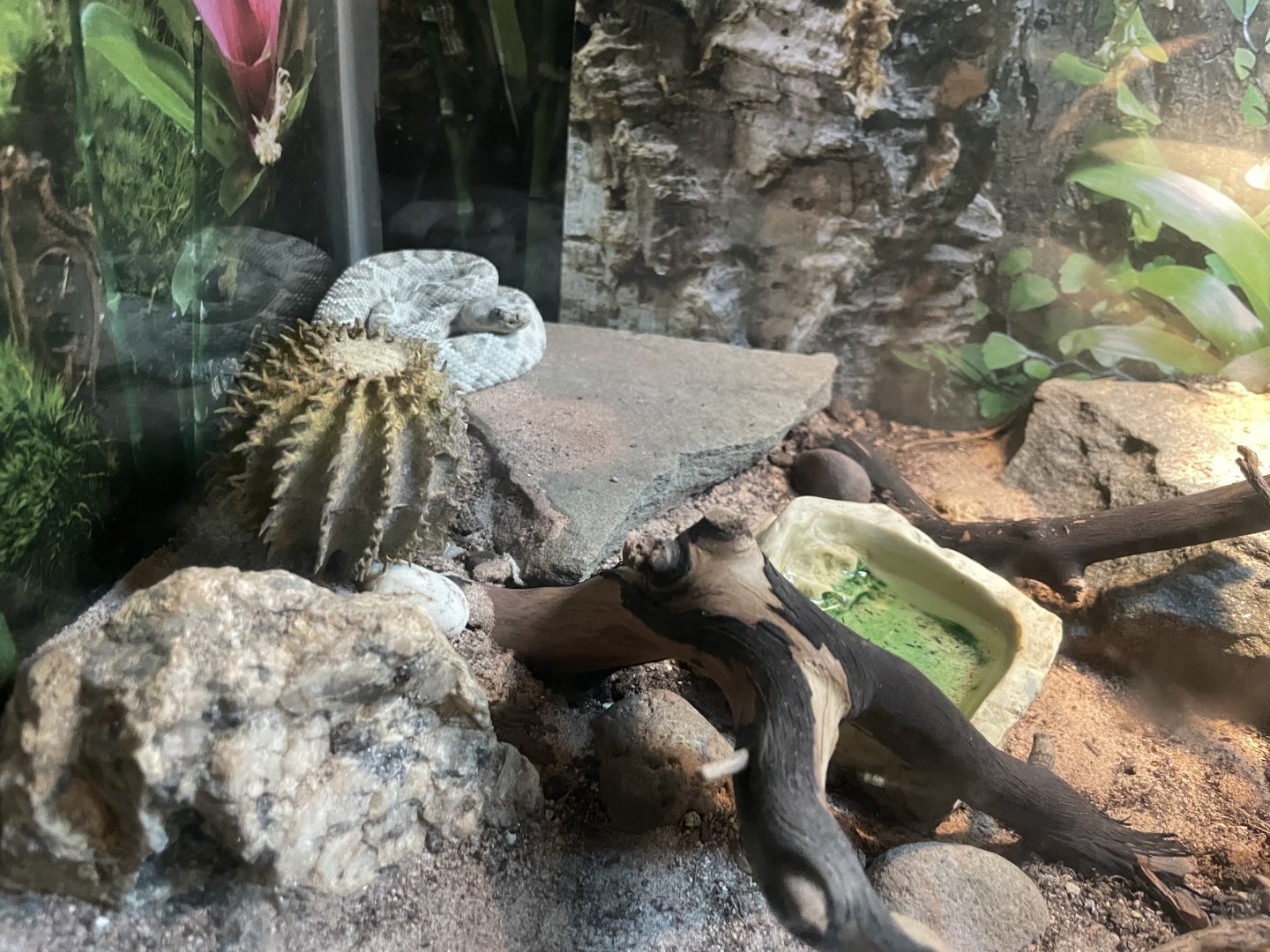 09/17/23 - Santa Catalina Island Rattlesnake (Crotalus catalinensis)