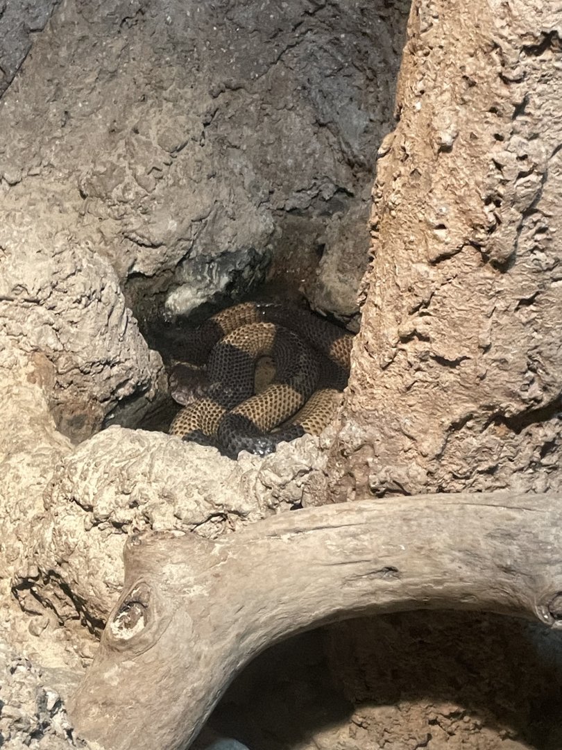 09/17/23 - Snouted Cobra (Naja annulifera)