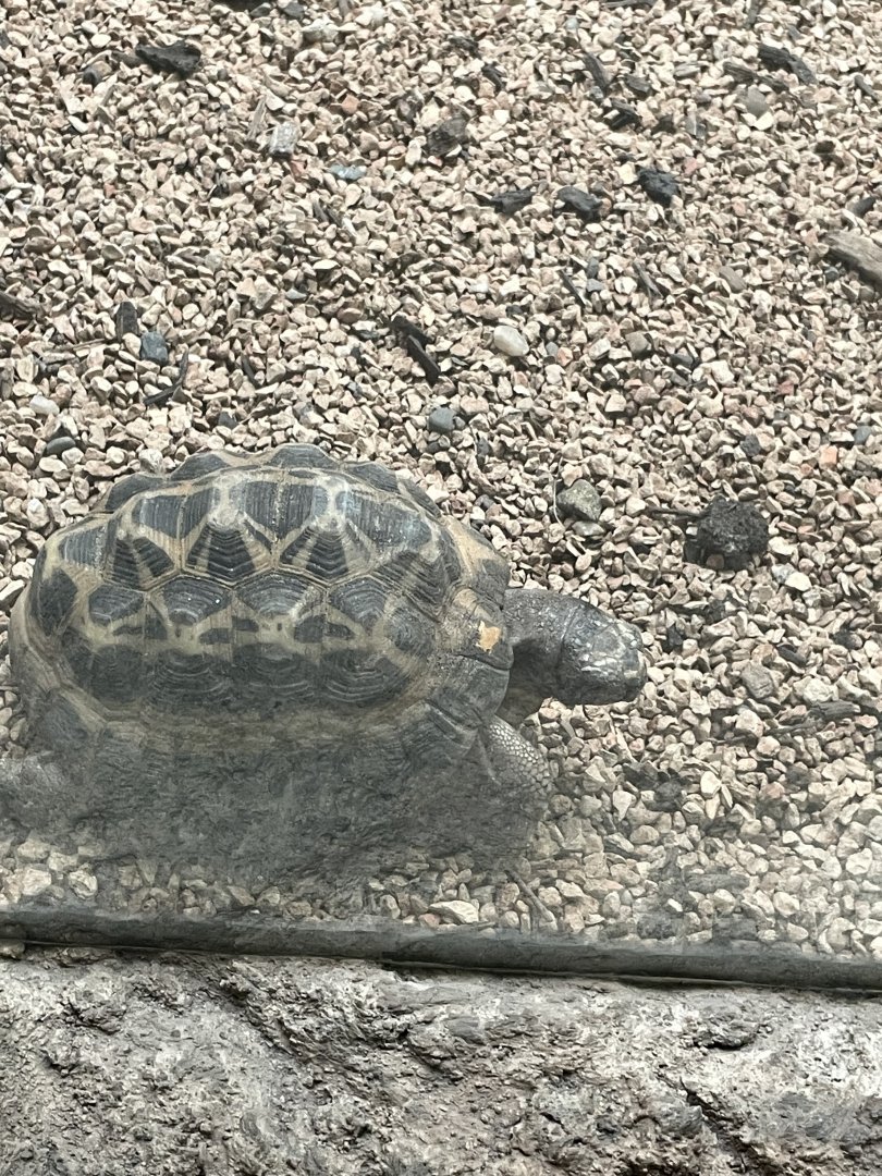 09/17/23 - Spider Tortoise (Pyxis arachnoides)