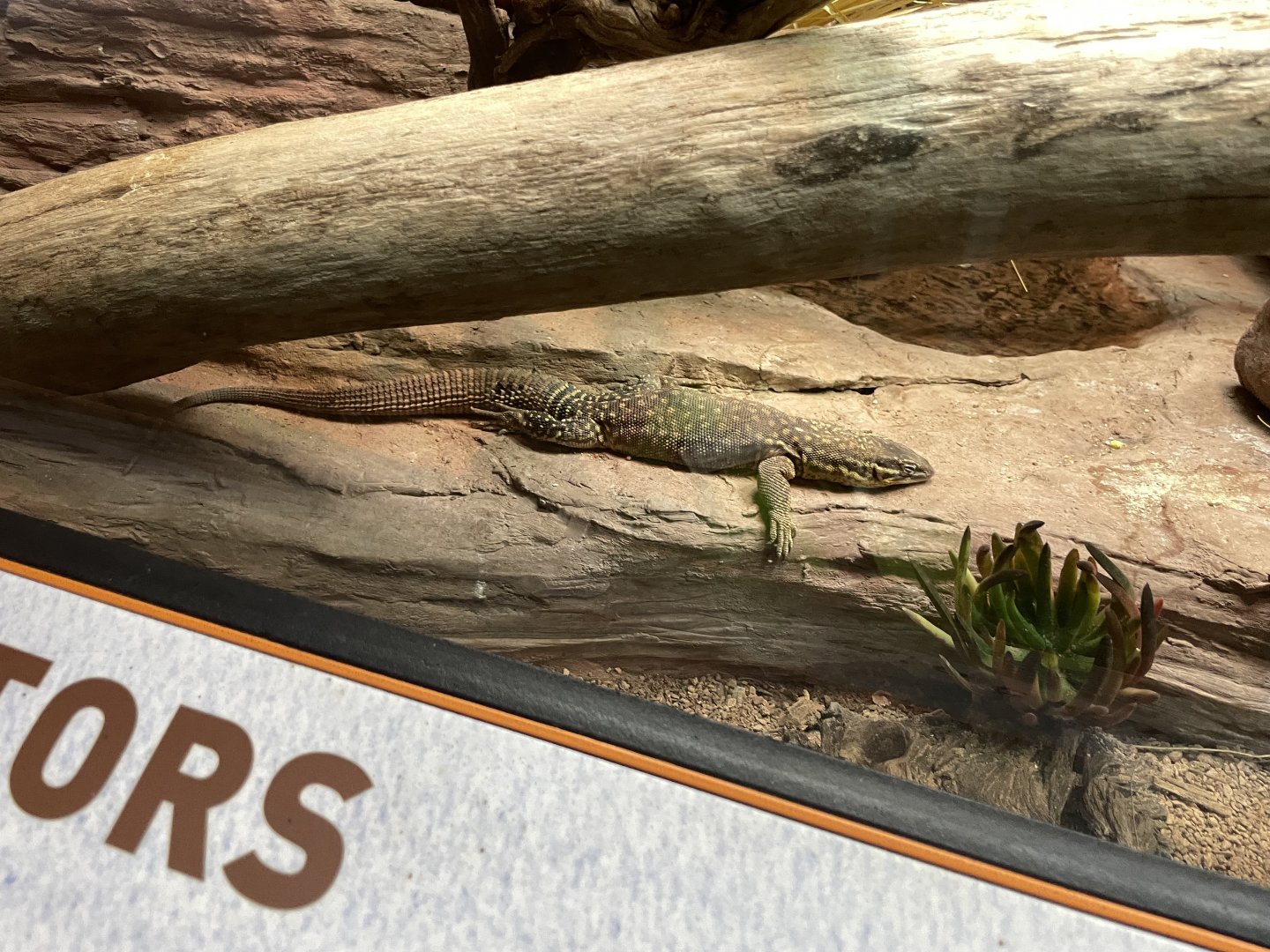 09/17/23 - Spiny-Tailed Monitor (Varanus acanthurus)