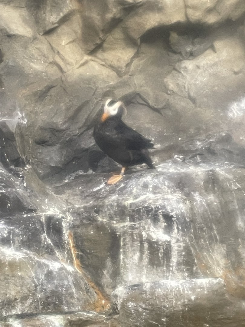 09/17/23 - Tufted Puffin (Fratercula cirrhata)