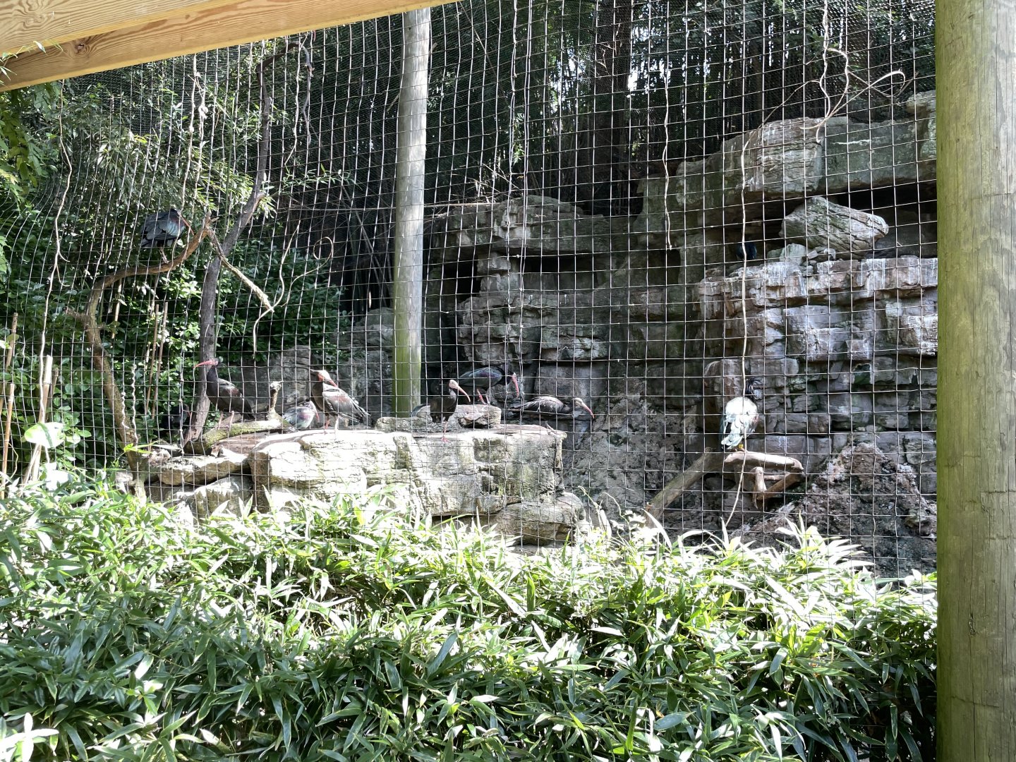 09/17/23 - Waldrapp Ibis (Geronticus eremita)