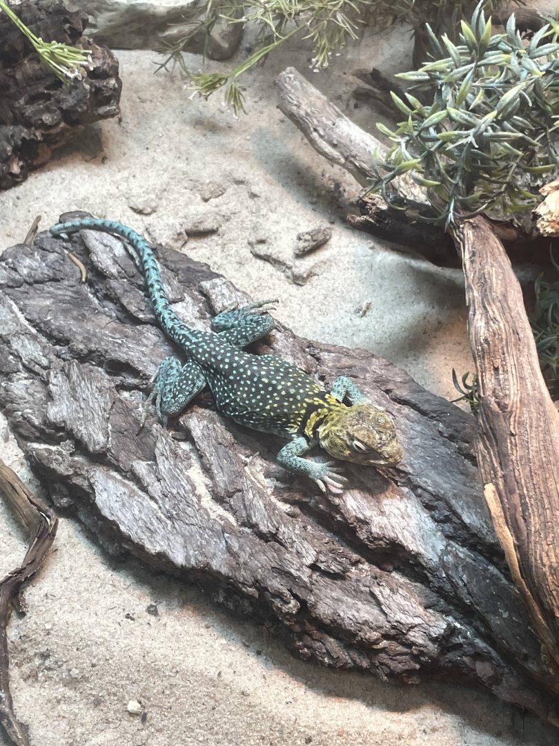 09/17/23 - Western Collared Lizard (Crotaphytus collaris)