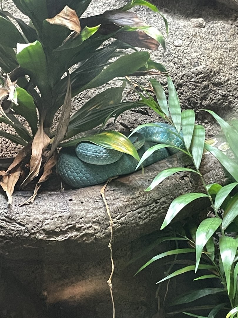 09/17/23 - White-Lipped Island Pitviper (Trimeresurus insularis)