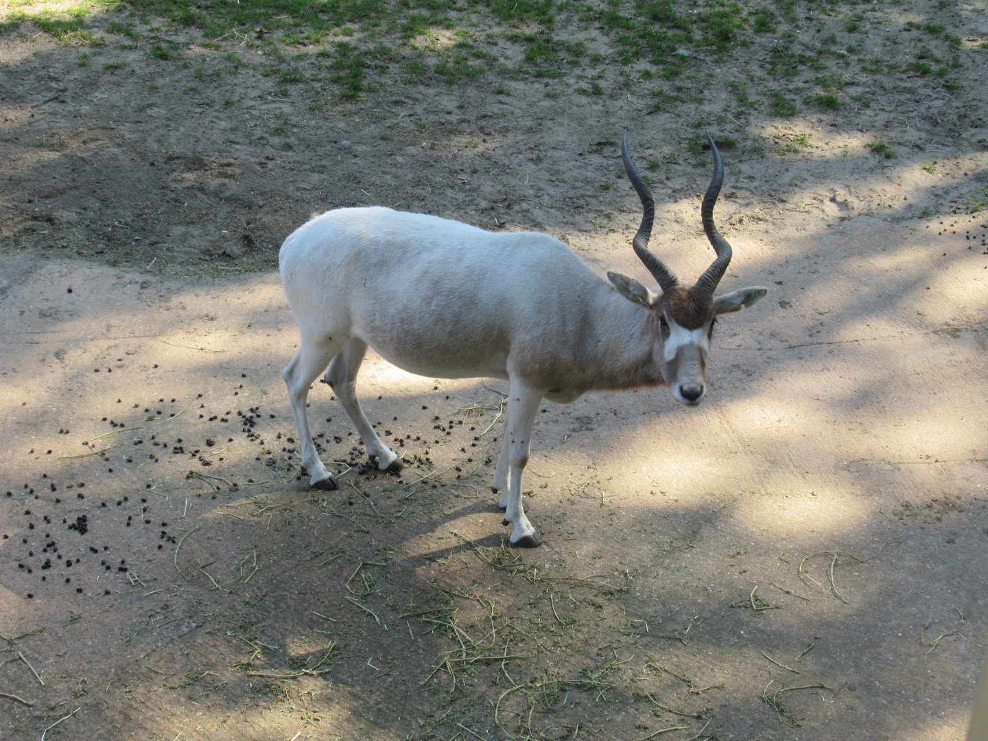 09 2023 - Addax