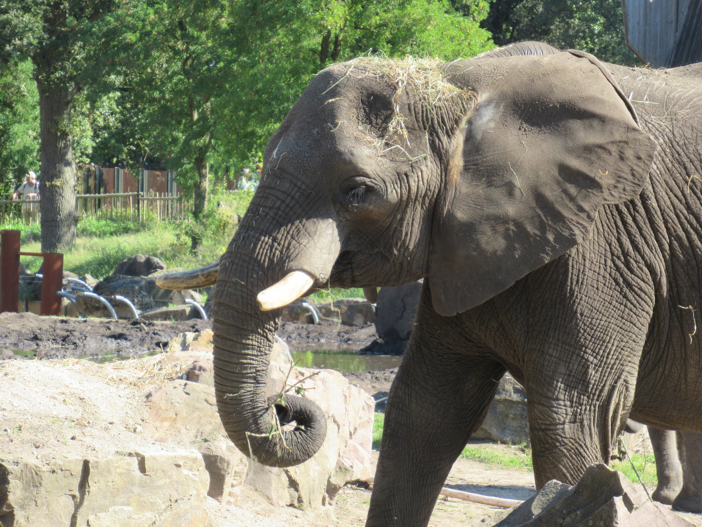 09 2023 - African Elephant, adult female 'Duna'