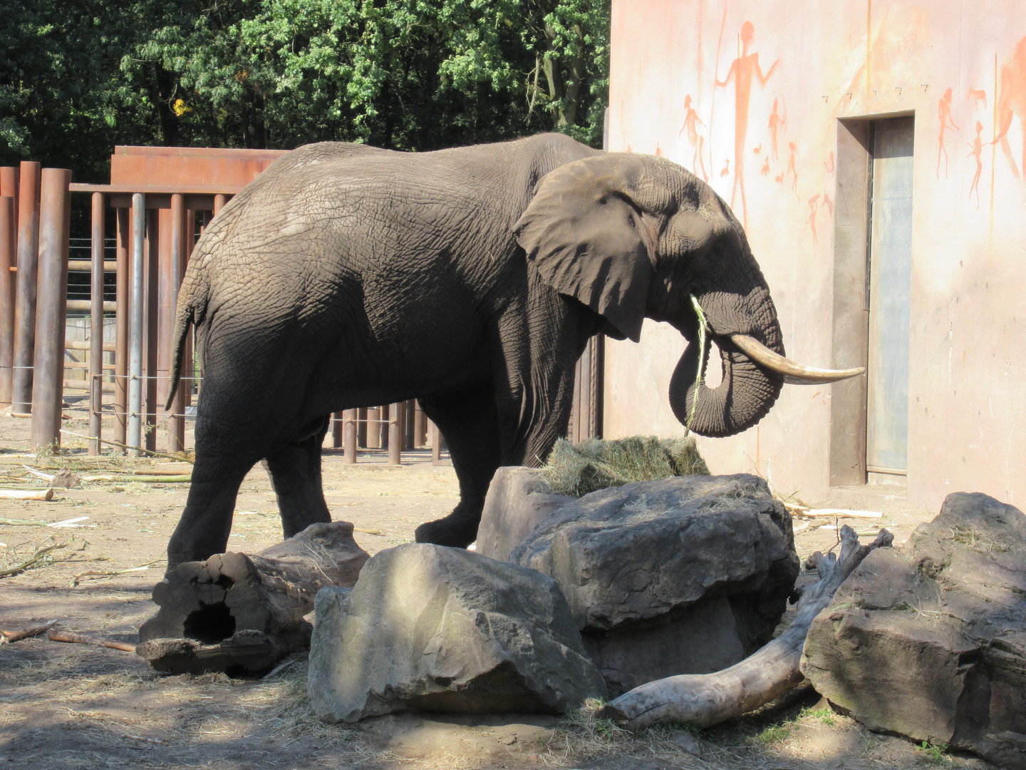09 2023 - African Elephant, adult male, 'Tooth'