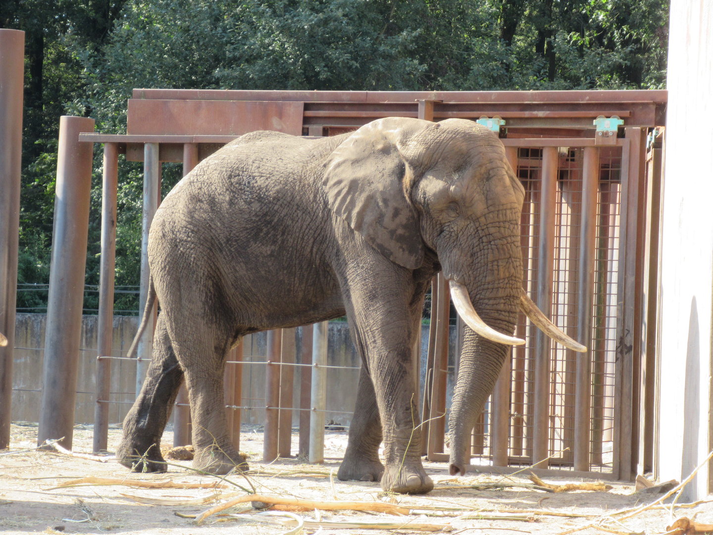 09 2023 - African Elephant, adult male, 'Tooth'