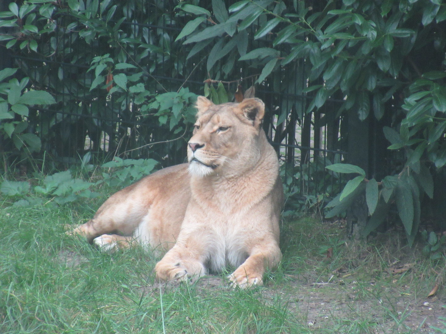 09 2023 - African lion, adult female