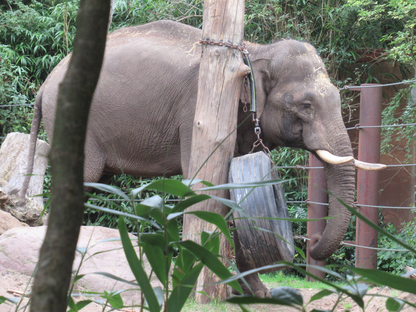 09-2023 Asian Elephant, adult male 'Maurice'