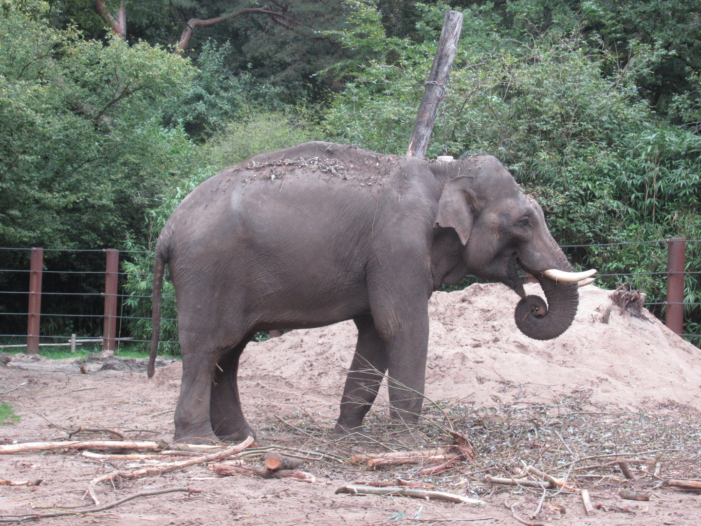 09 2023 - Asian elephant, adult male 'Maurice'