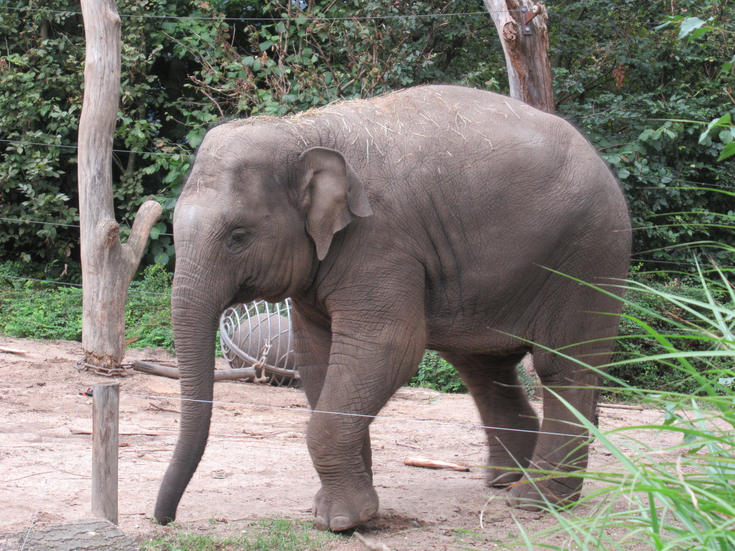 09-2023 Asian Elephant, female juvenile 'Yindi' (2020)