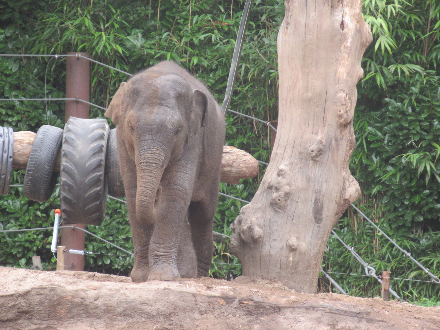 09 2023 - Asian Elephant - female, juvenile 'Yindi' (nov '20)