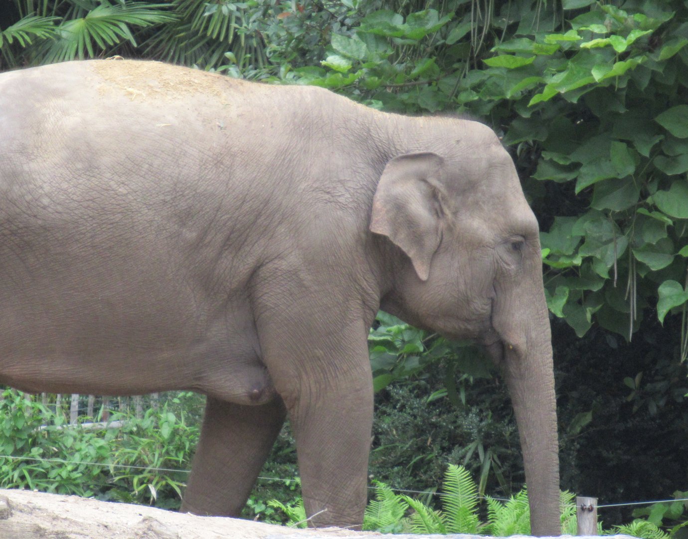 09 2023- Asian Elephant, female 'Kina'