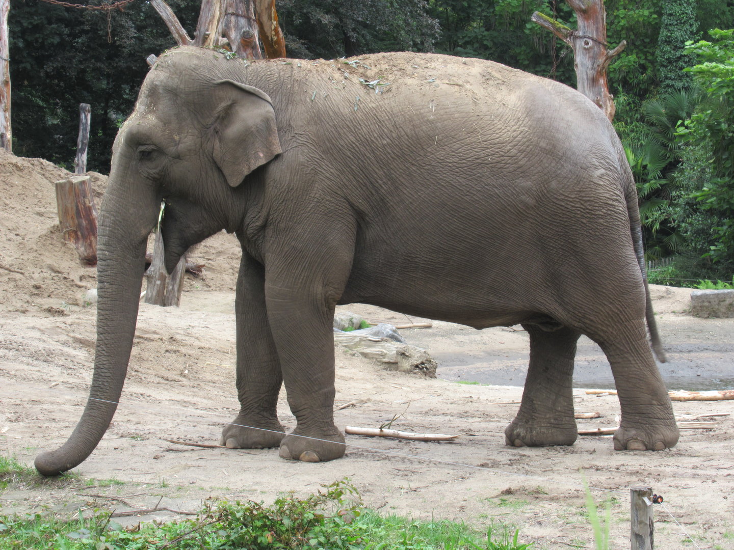 09-2023 Asian Elephant, female - matriarch 'Indra'