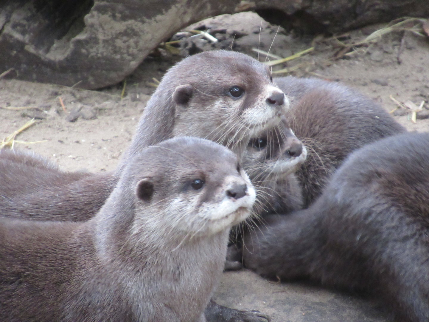 09 2023 - Asian small clawed otters
