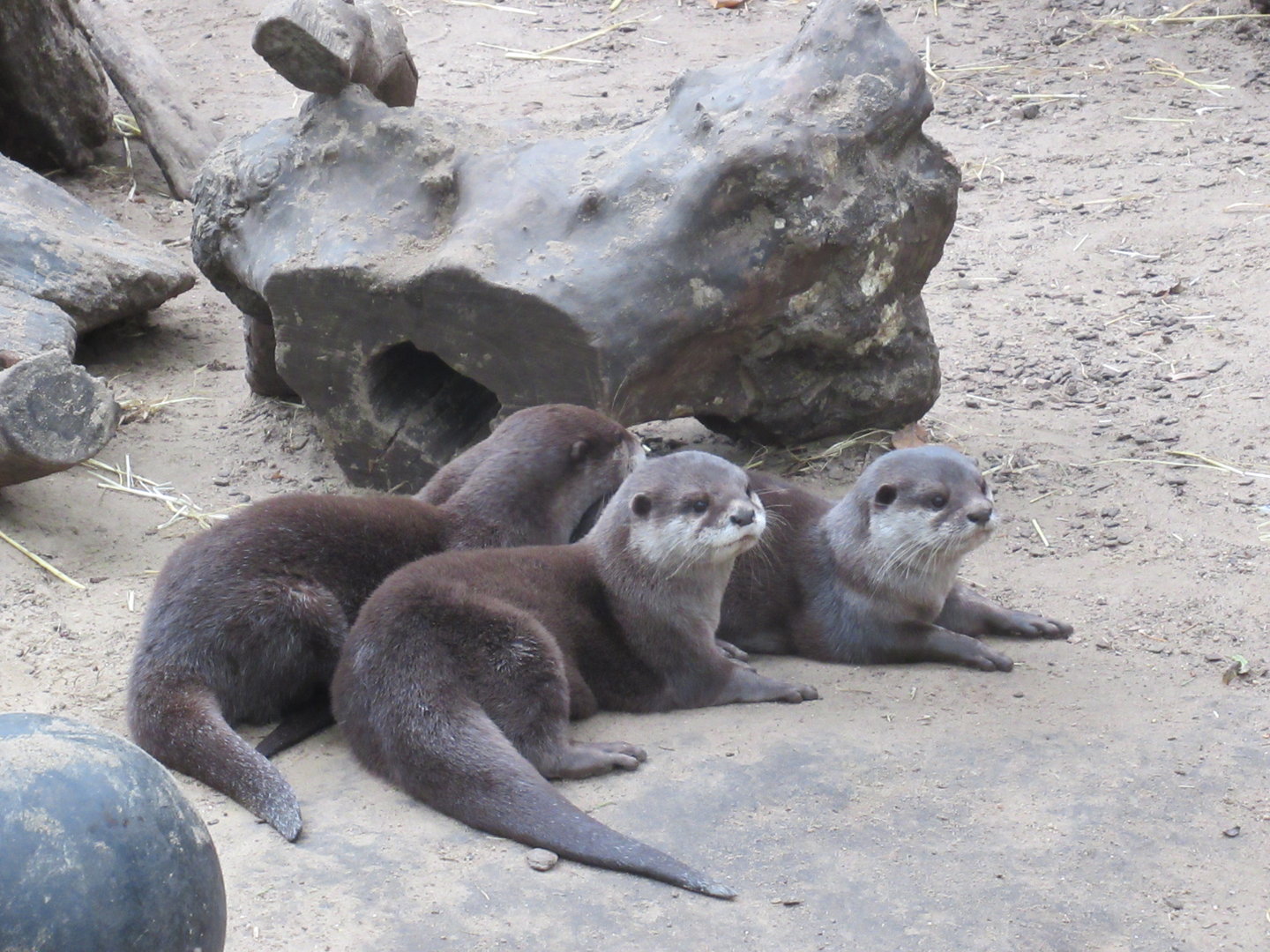 09 2023 - Asian small-clawed otters