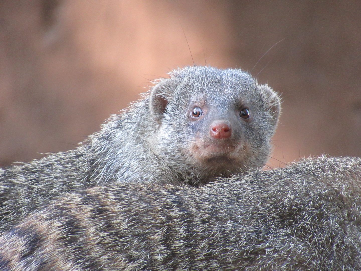 09 2023 - Banded Mangoose