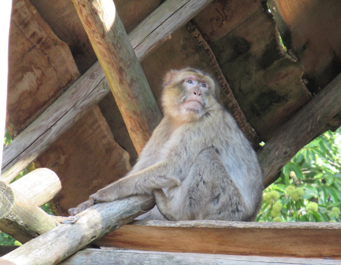 09 2023 - Barbary macaque