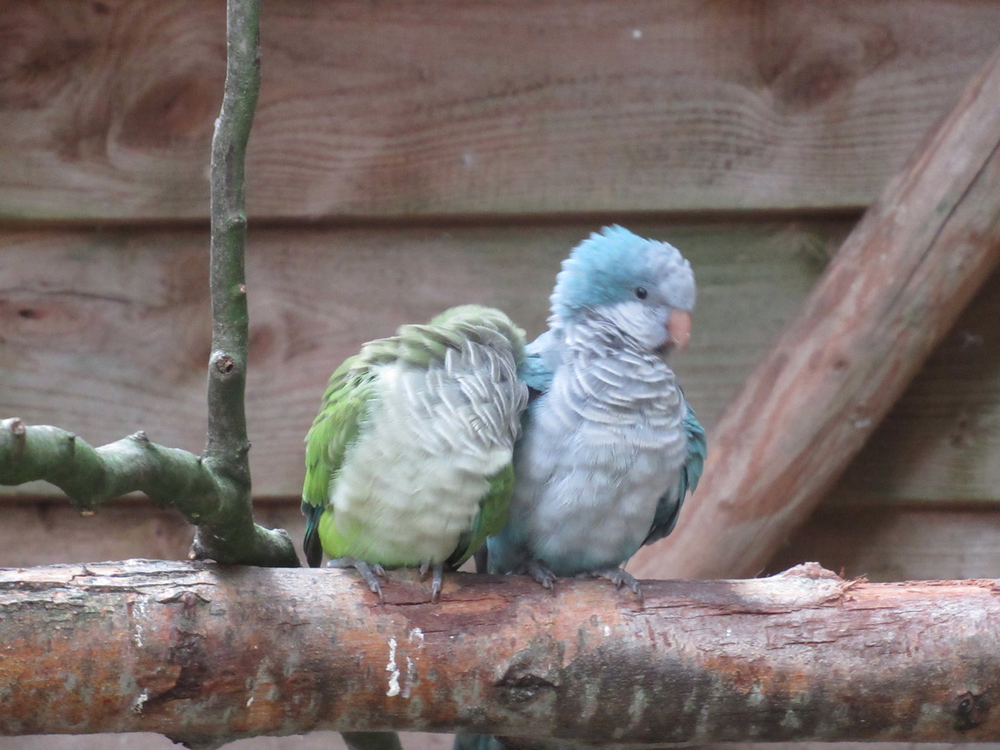 09 2023 - Blue Quaker and Monk Parakeet