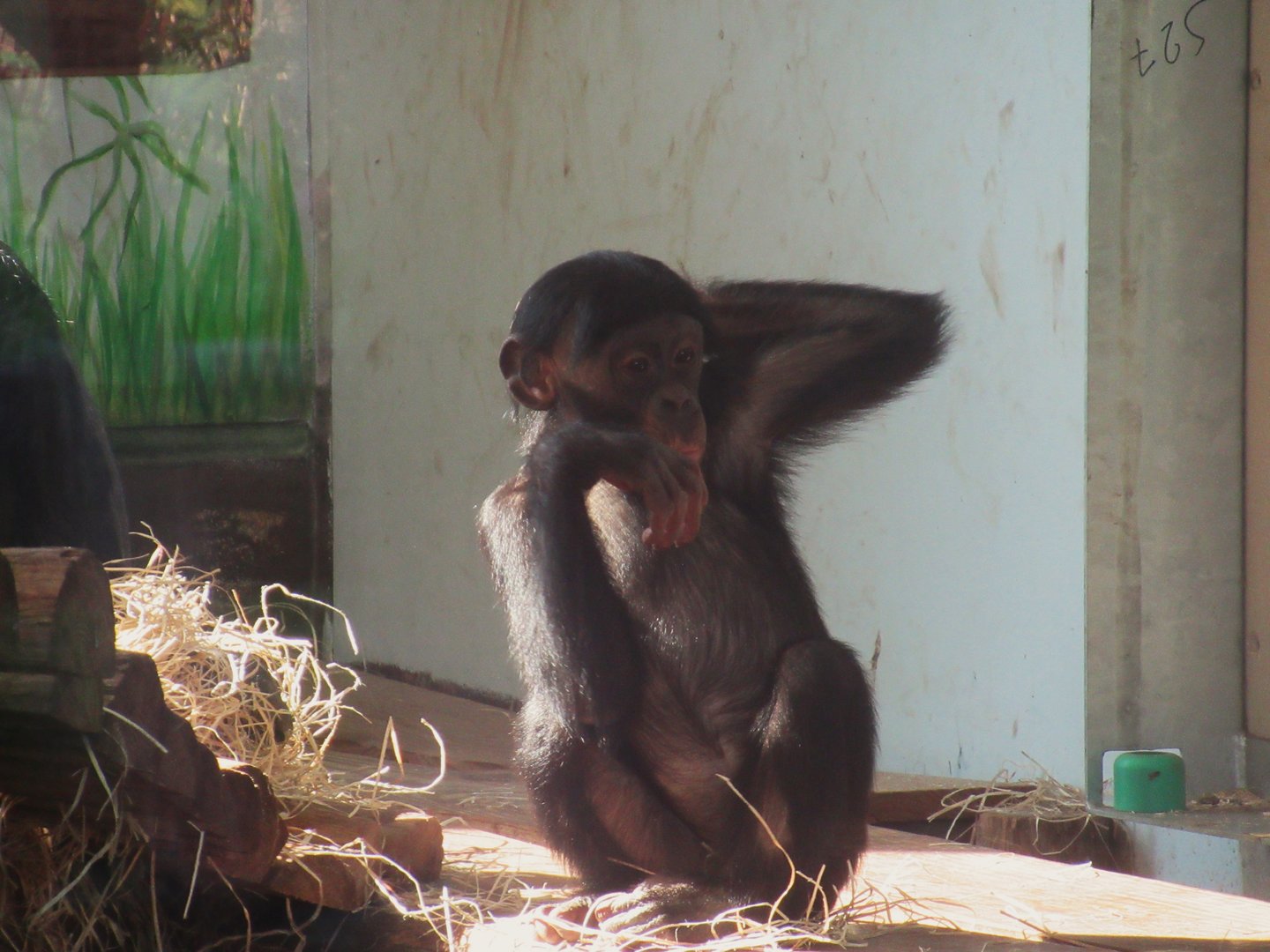 09 2023 - Bonobo, juvenile