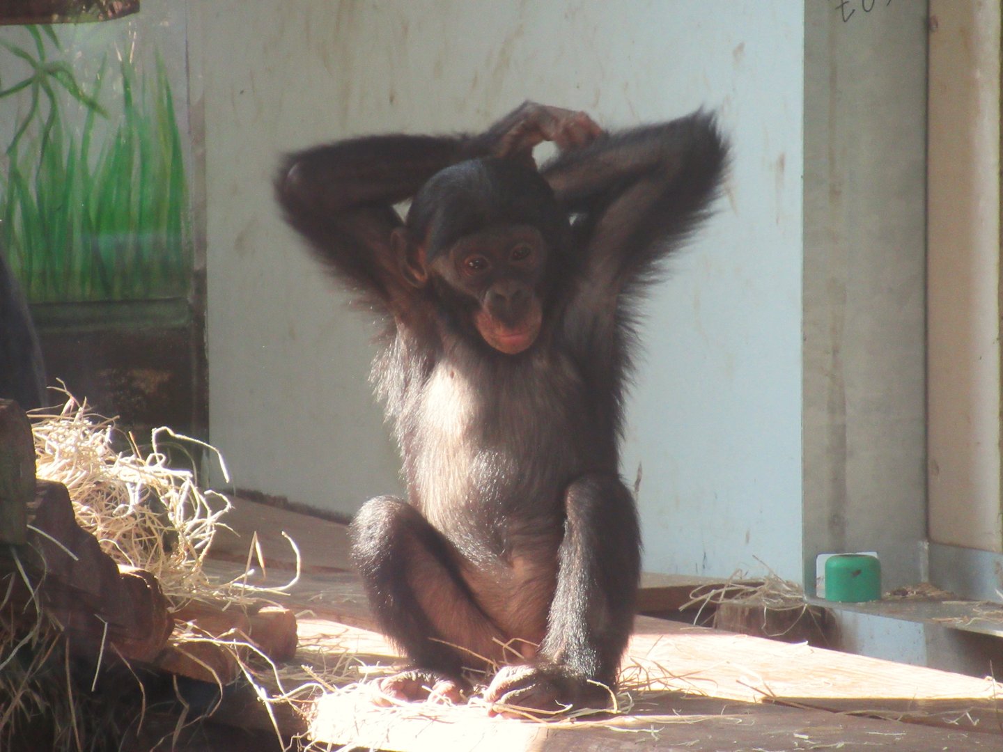 09 2023 - Bonobo, juvenile
