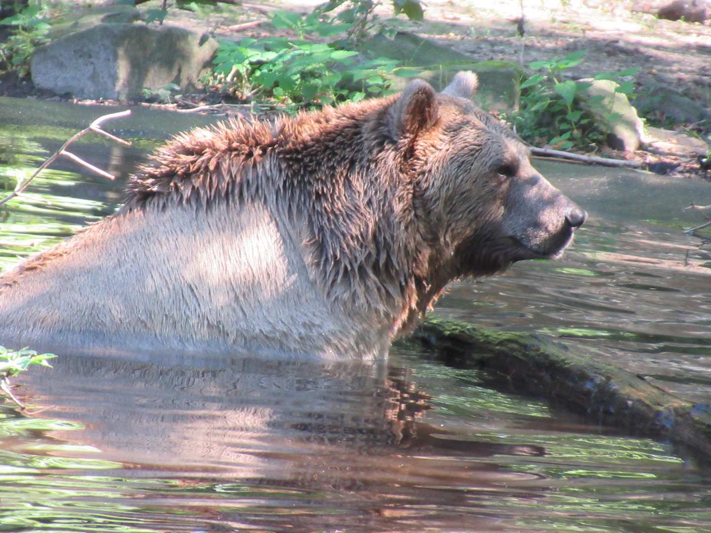 09 2023 - Brown Bear