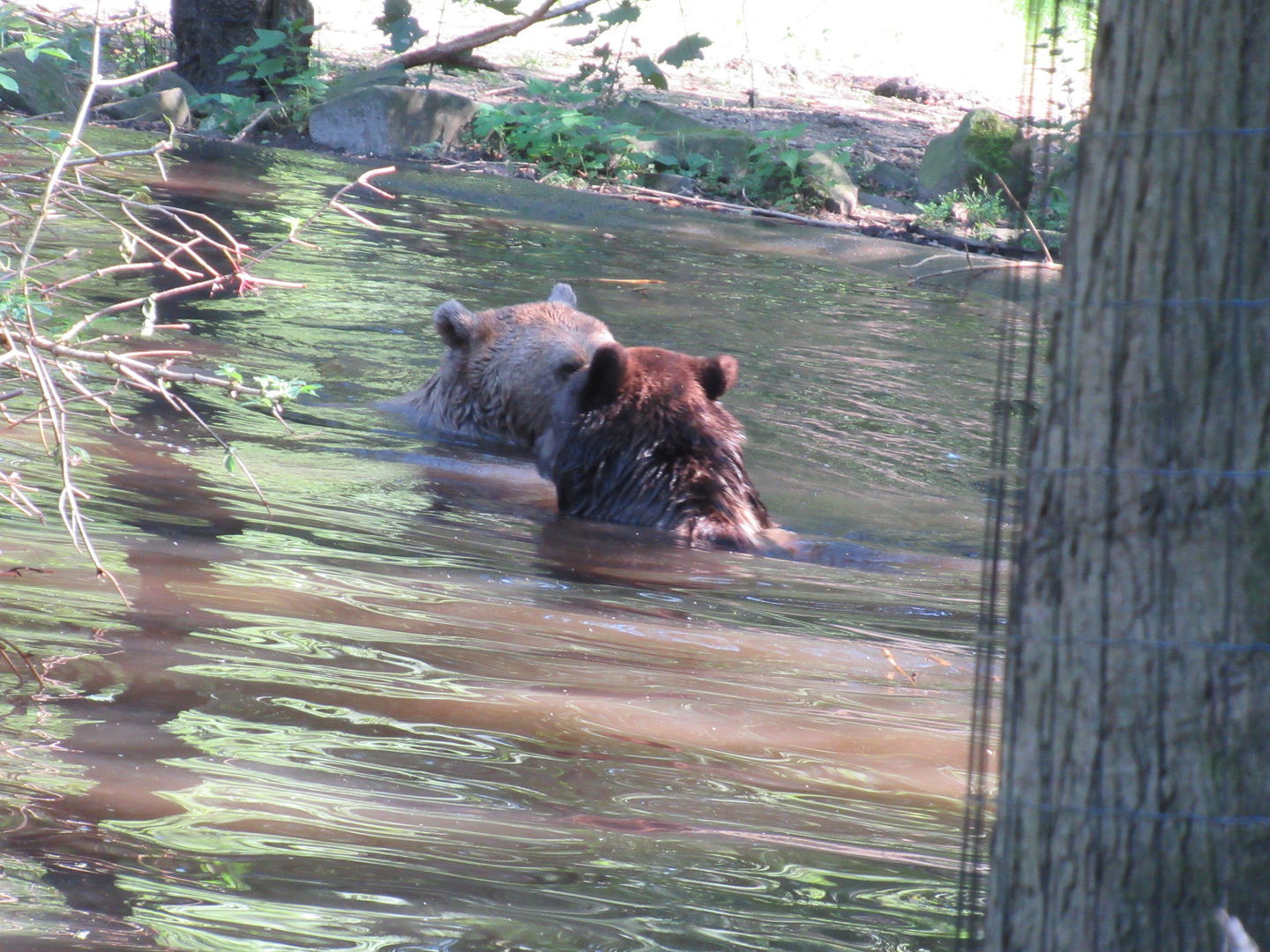 09 2023 - Brown Bears