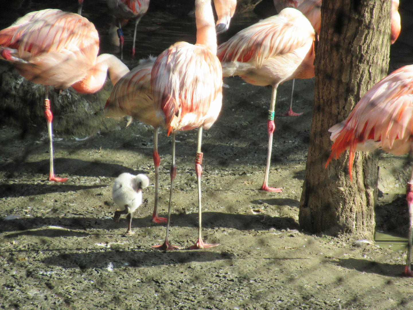 09-2023 Chilean flamingo's, including juvinile