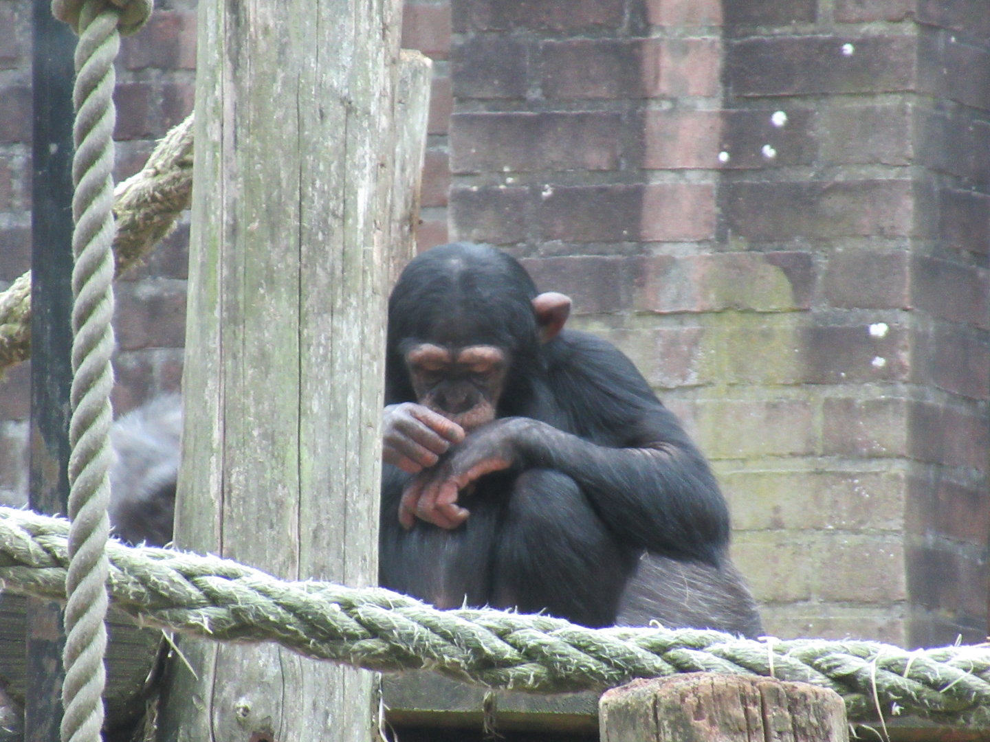 09-2023 Chimpansee, female juvenile 'Malaika' (b. 2019)