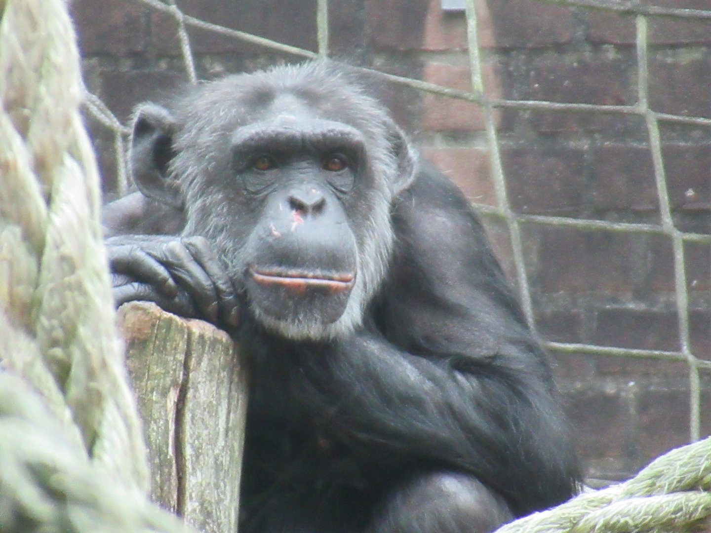09-2023 Chimpansee