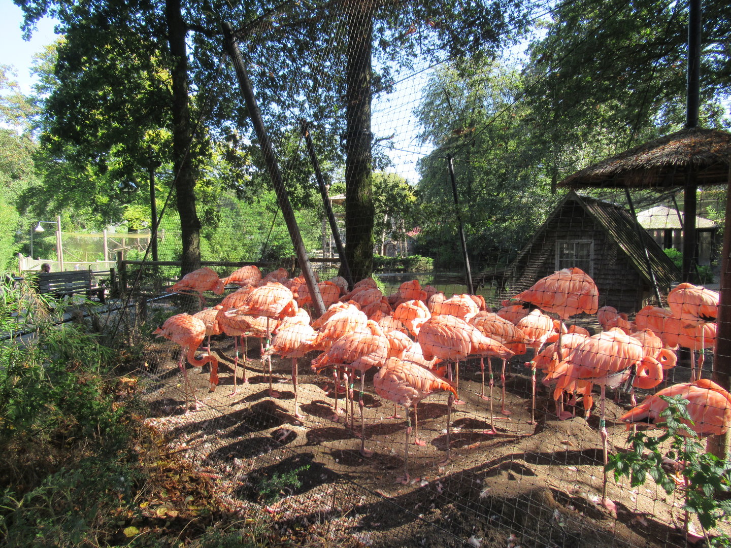 09 2023 - Cuban Flamingo