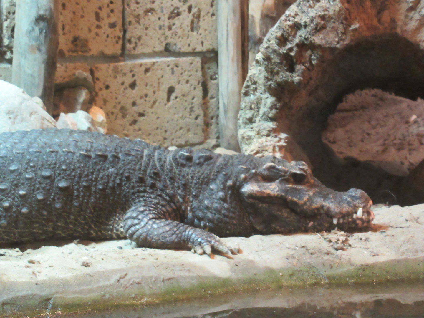 09 2023 - Dwarf crocodile