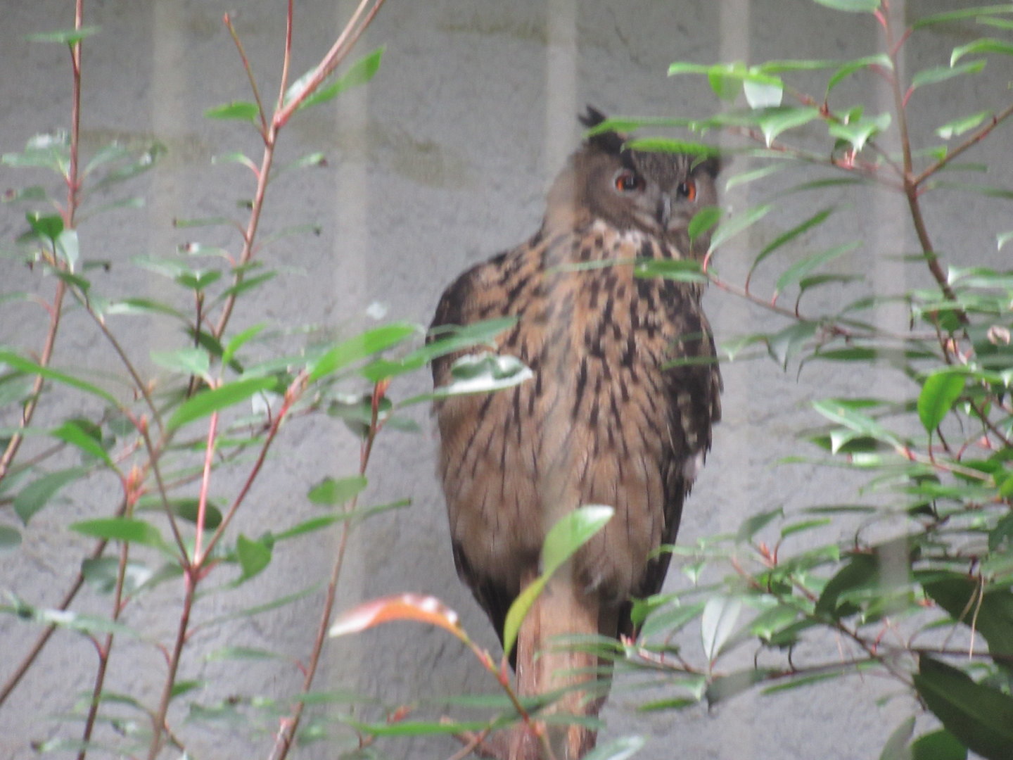 09 2023 Eurasian eagle-owl