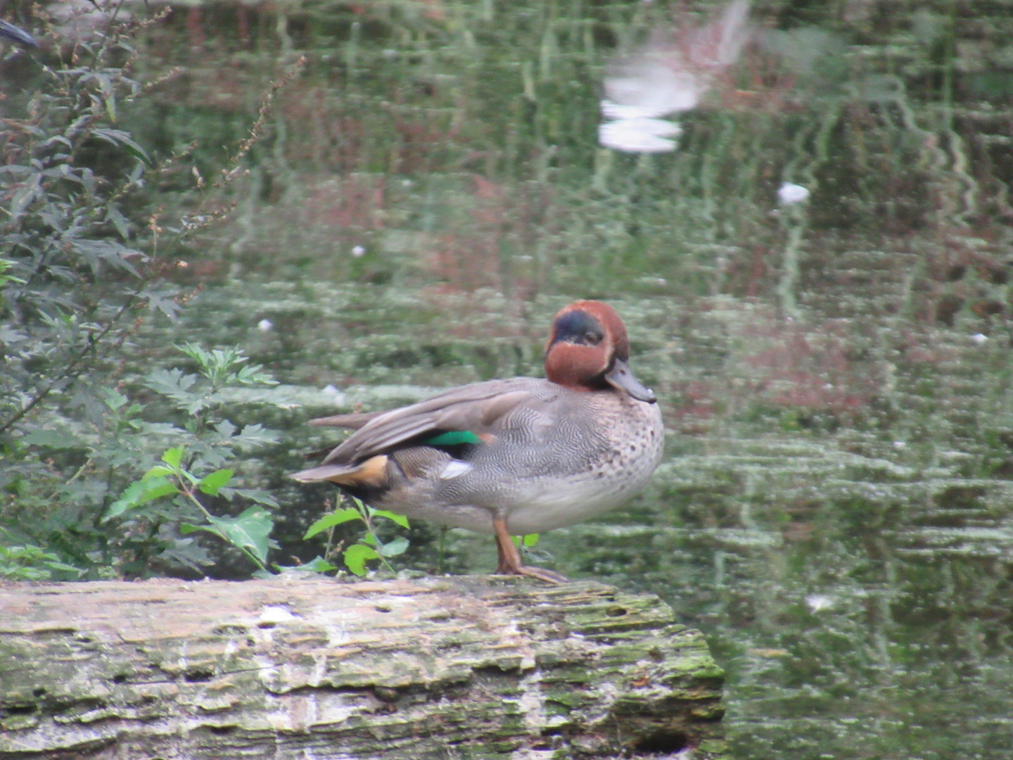 09 2023 - Eurasian Green Winged Teal