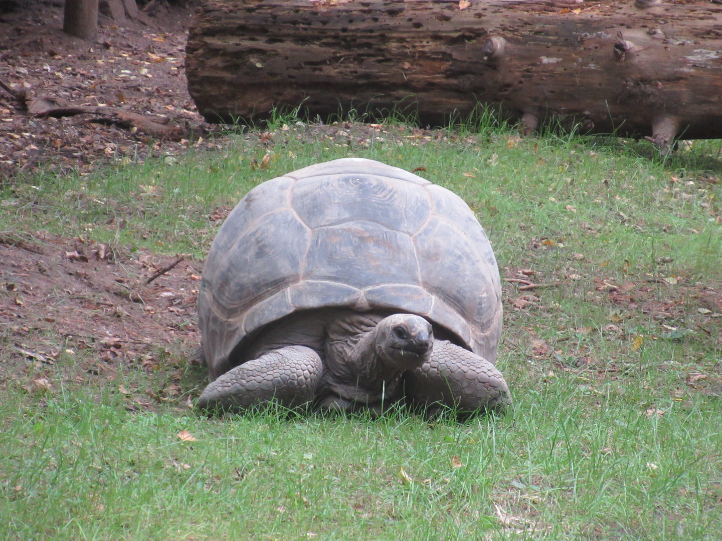09 2023 - Floreana giant tortoise