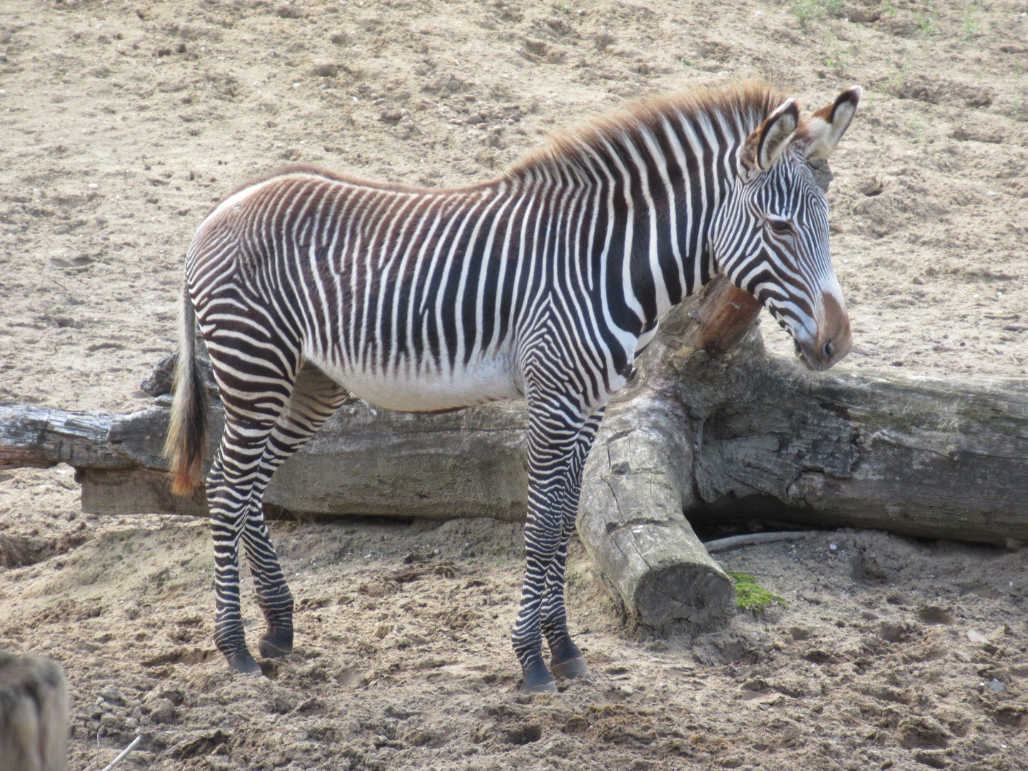 09-2023 Grévy Zebra, female juvenile (Zuri - 2022)