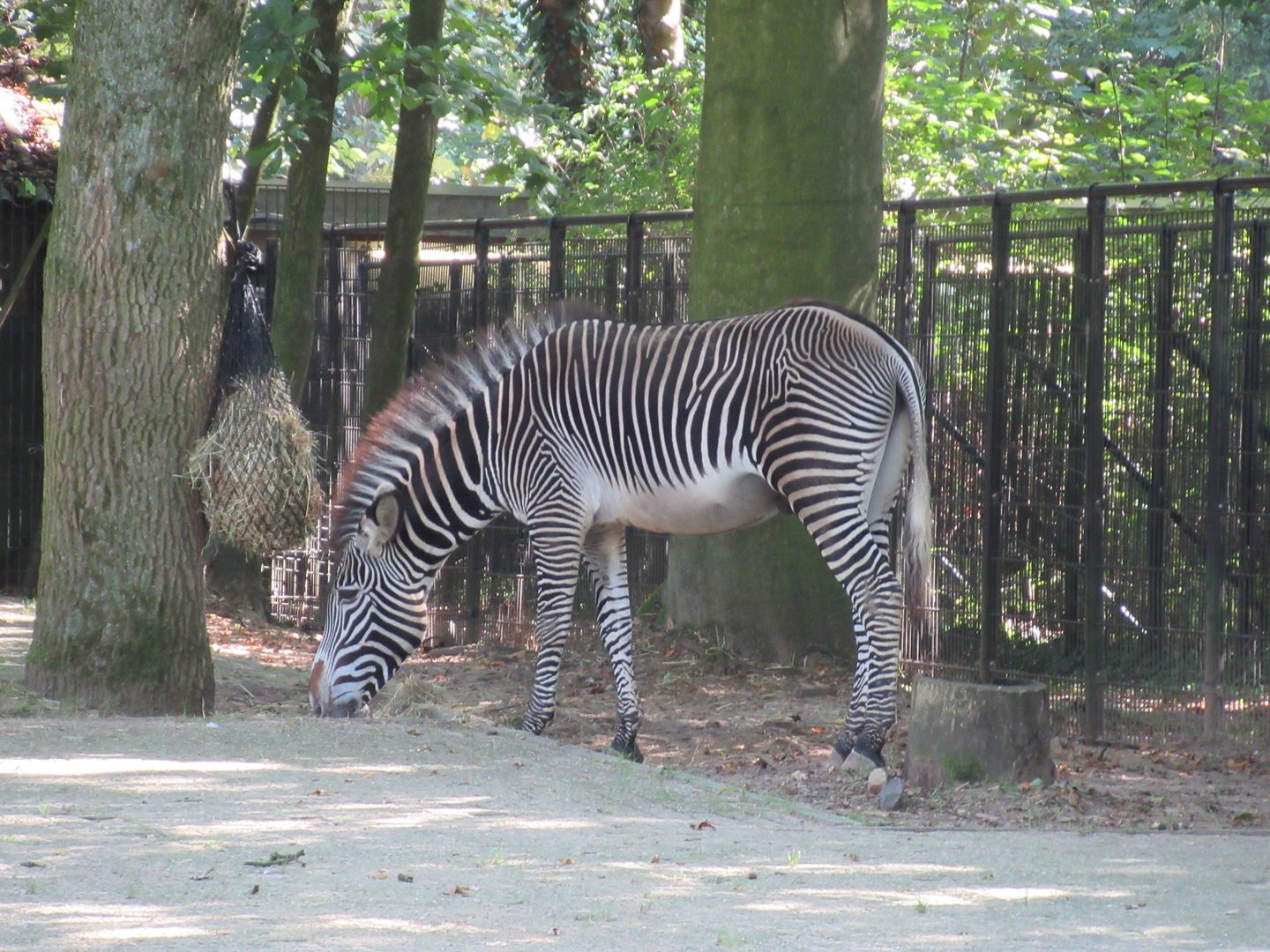 09 2023 - Grévy Zebra