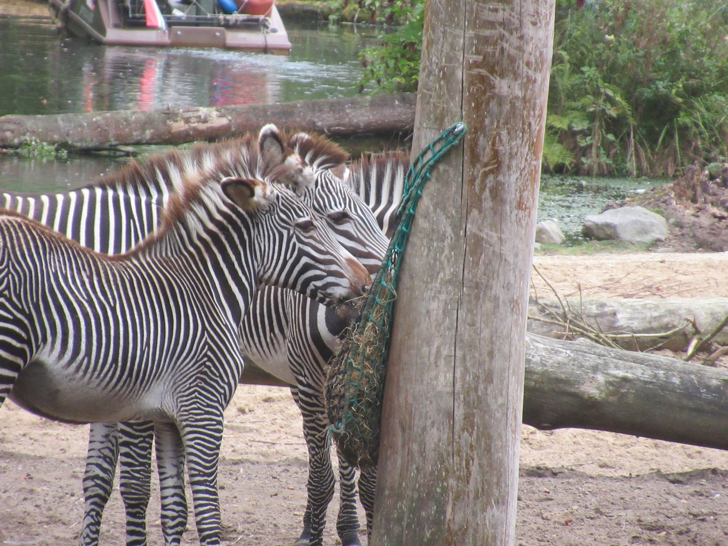 09 2023 - Grévy zebra's