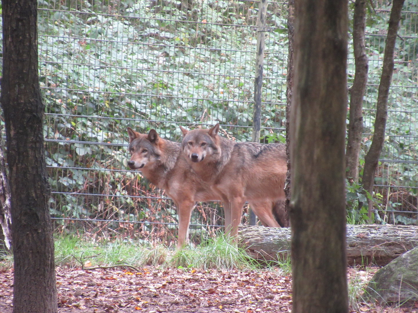 09 2023 - Grey wolves