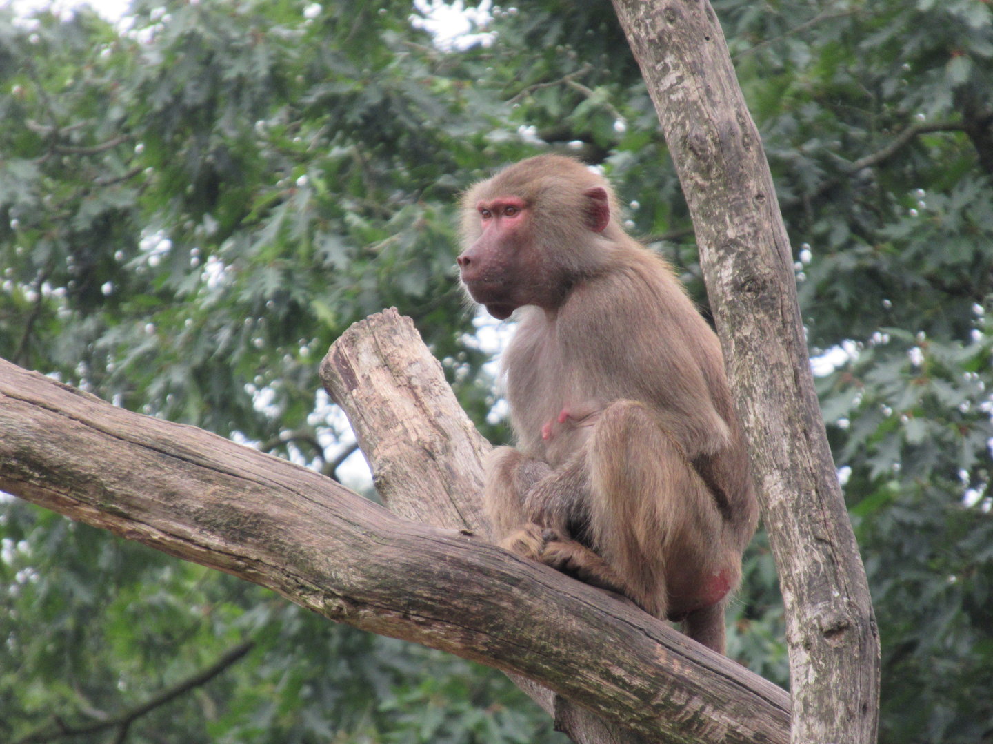 09 2023 Hamadryas Baboon