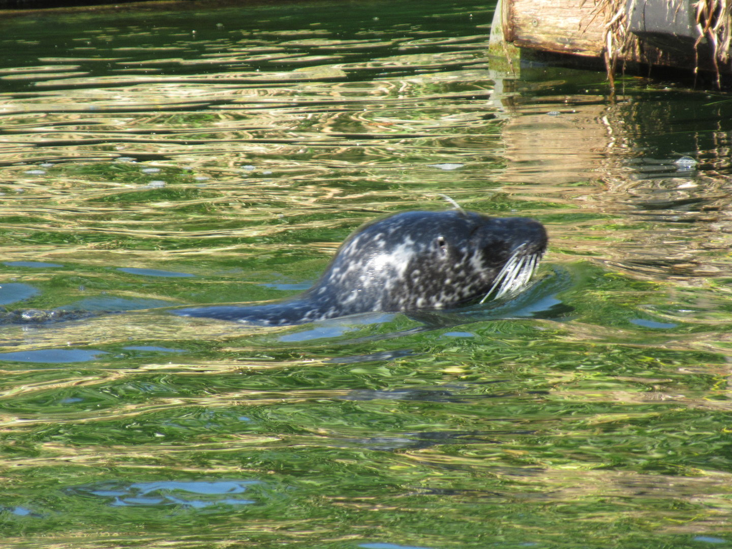 09 2023 - Harbour Seal