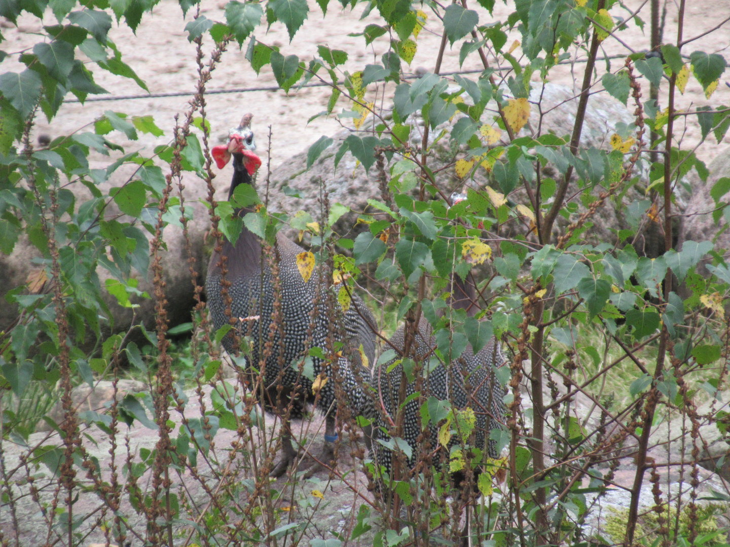 09 2023- Helmeted guineafowl