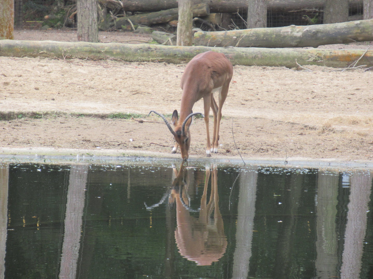 09 2023 - Impala, adult male