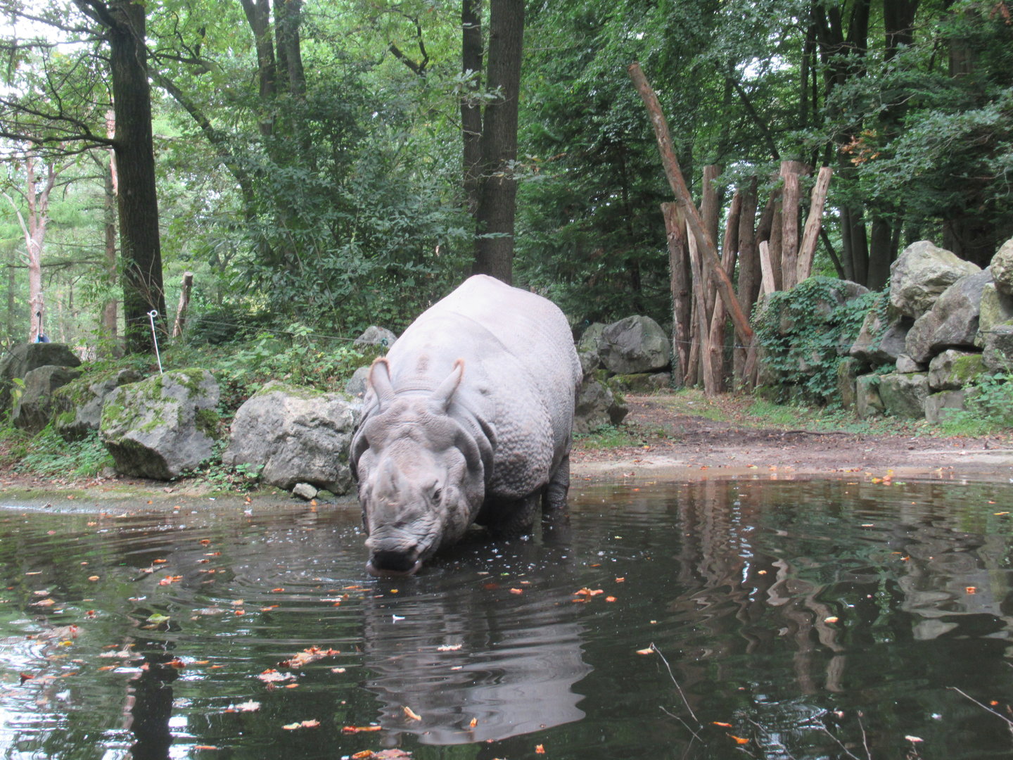 09 2023 - Indian Rhino, adult male