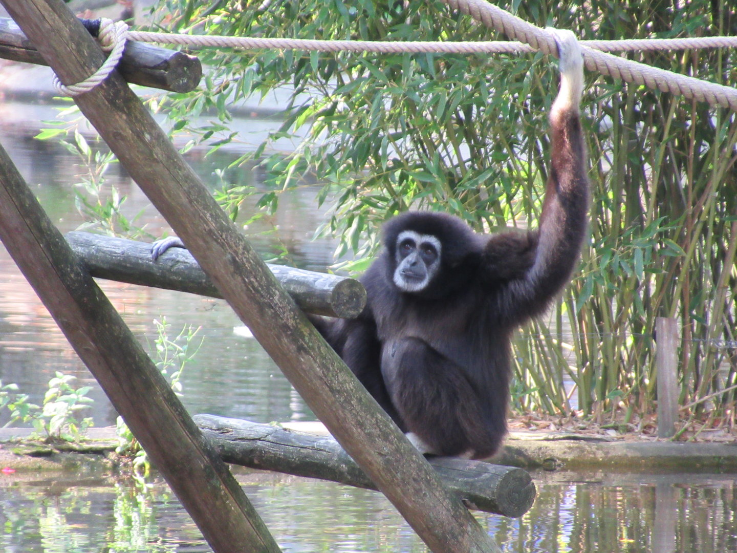 09 2023 - Lar Gibbon