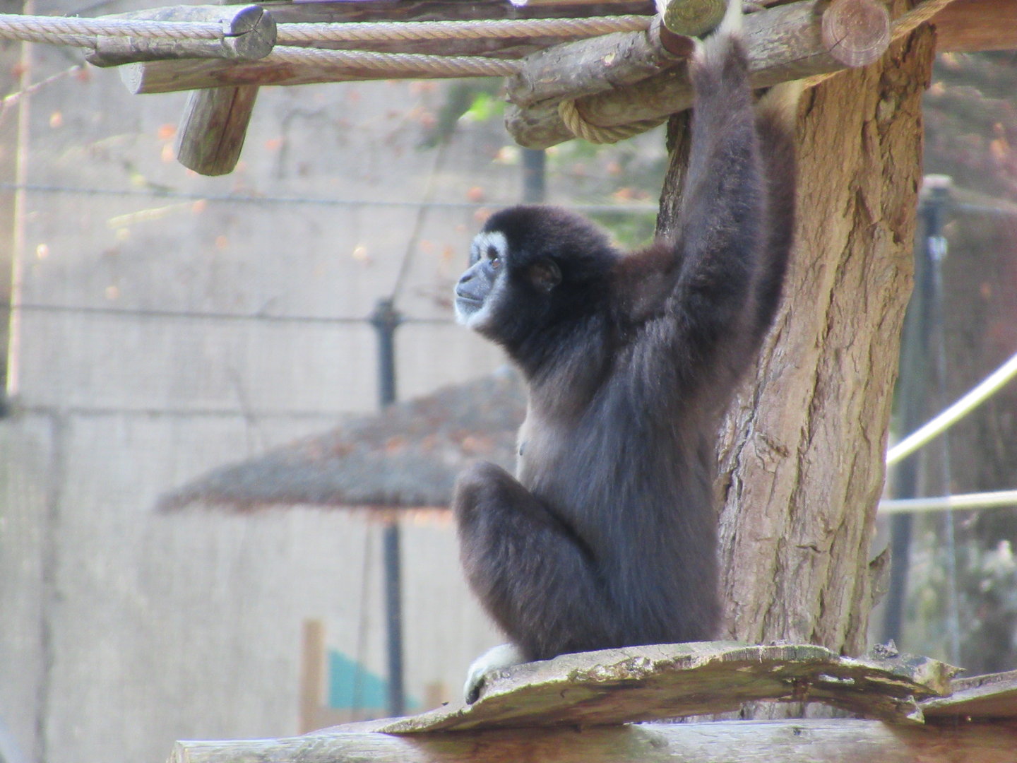 09 2023 - Lar Gibbon